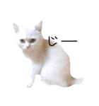 ねこ の ちくわ（個別スタンプ：11）