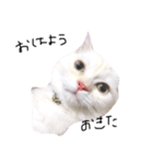 ねこ の ちくわ（個別スタンプ：13）