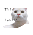 ねこ の ちくわ（個別スタンプ：14）