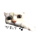 ねこ の ちくわ（個別スタンプ：15）