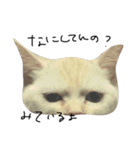 ねこ の ちくわ（個別スタンプ：16）