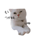 ねこ の ちくわ（個別スタンプ：17）