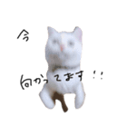 ねこ の ちくわ（個別スタンプ：18）