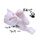 ねこ の ちくわ（個別スタンプ：20）