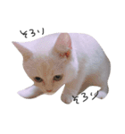 ねこ の ちくわ（個別スタンプ：23）