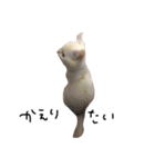 ねこ の ちくわ（個別スタンプ：24）