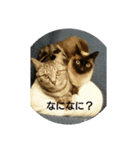 聞き返す（個別スタンプ：8）
