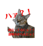 さくら三昧・基本編（個別スタンプ：13）
