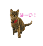 さくら三昧・基本編（個別スタンプ：24）