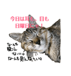 さくら三昧・基本編（個別スタンプ：27）