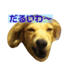 うちのメリー2（個別スタンプ：4）