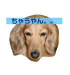 うちのメリー2（個別スタンプ：8）