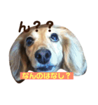 うちのメリー2（個別スタンプ：9）