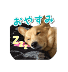 ぎんさんセリフスタンプ（個別スタンプ：1）