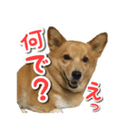 ぎんさんセリフスタンプ（個別スタンプ：5）
