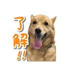 ぎんさんセリフスタンプ（個別スタンプ：7）
