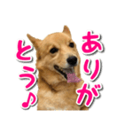 ぎんさんセリフスタンプ（個別スタンプ：8）