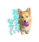 ぎんさんセリフスタンプ（個別スタンプ：10）