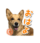 ぎんさんセリフスタンプ（個別スタンプ：11）