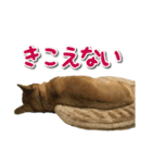 ぎんさんセリフスタンプ（個別スタンプ：13）
