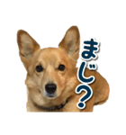 ぎんさんセリフスタンプ（個別スタンプ：15）