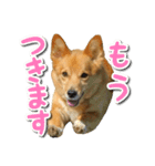 ぎんさんセリフスタンプ（個別スタンプ：17）