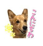 ぎんさんセリフスタンプ（個別スタンプ：18）