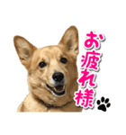 ぎんさんセリフスタンプ（個別スタンプ：20）