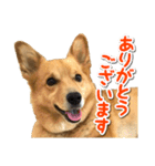 ぎんさんセリフスタンプ（個別スタンプ：26）