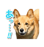 ぎんさんセリフスタンプ（個別スタンプ：27）