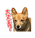 ぎんさんセリフスタンプ（個別スタンプ：28）