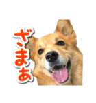 ぎんさんセリフスタンプ（個別スタンプ：34）