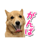 ぎんさんセリフスタンプ（個別スタンプ：38）