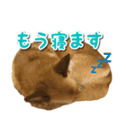 ぎんさんセリフスタンプ（個別スタンプ：39）