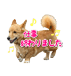 ぎんさんセリフスタンプ（個別スタンプ：40）