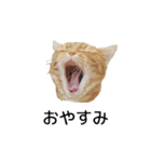 出会ったねこちゃん（個別スタンプ：1）