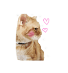 出会ったねこちゃん（個別スタンプ：2）