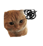 出会ったねこちゃん（個別スタンプ：3）