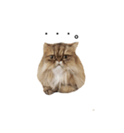 出会ったねこちゃん（個別スタンプ：4）