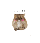 出会ったねこちゃん（個別スタンプ：5）