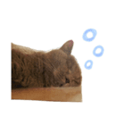 出会ったねこちゃん（個別スタンプ：7）