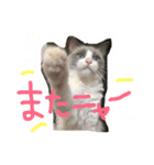 猫のハク様（個別スタンプ：1）