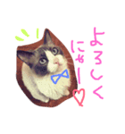猫のハク様（個別スタンプ：3）