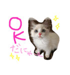 猫のハク様（個別スタンプ：4）