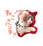 猫のハク様（個別スタンプ：5）