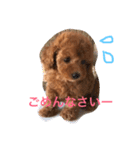 愛犬トトちゃん（個別スタンプ：1）