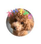 愛犬トトちゃん（個別スタンプ：3）