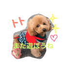 愛犬トトちゃん（個別スタンプ：4）