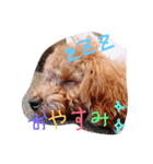 愛犬トトちゃん（個別スタンプ：5）
