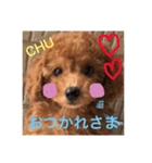愛犬トトちゃん（個別スタンプ：6）